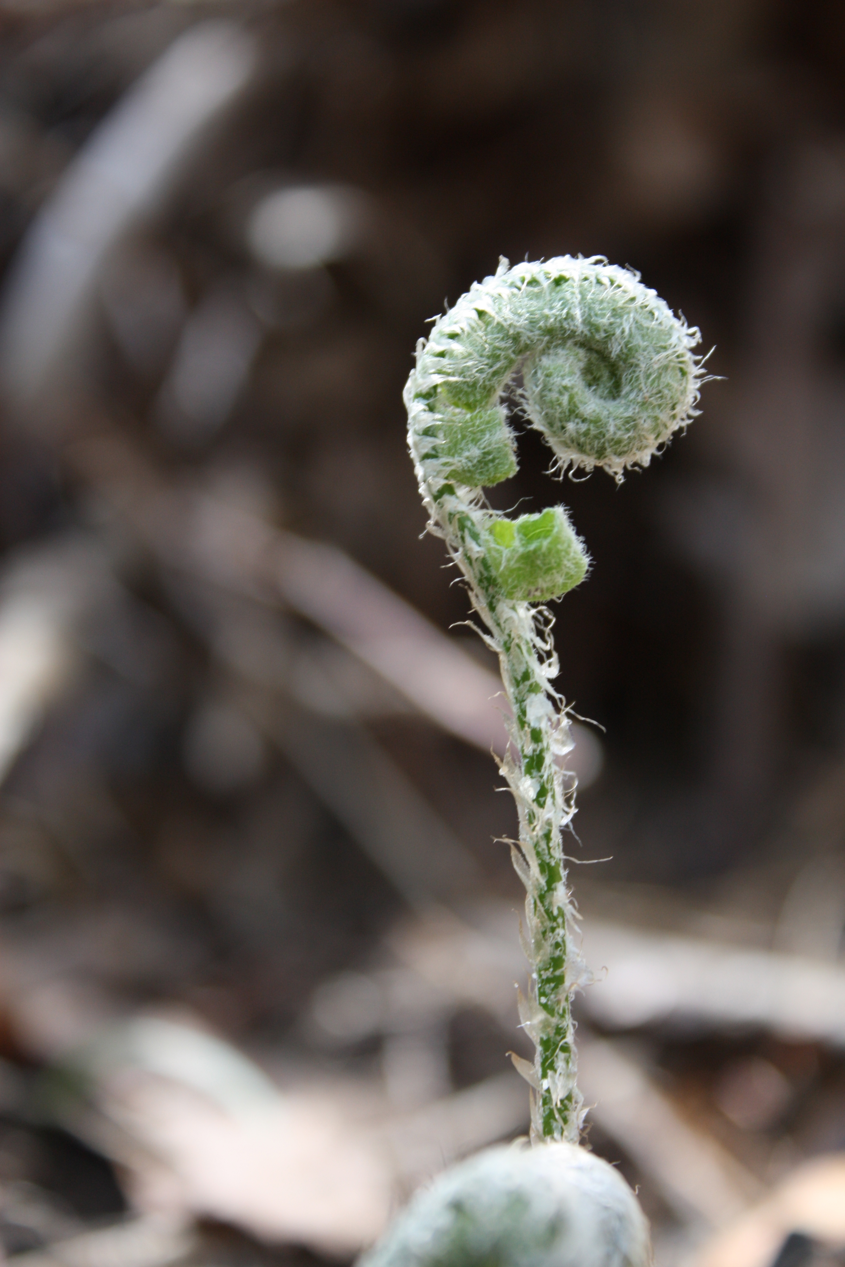 Fiddlehead