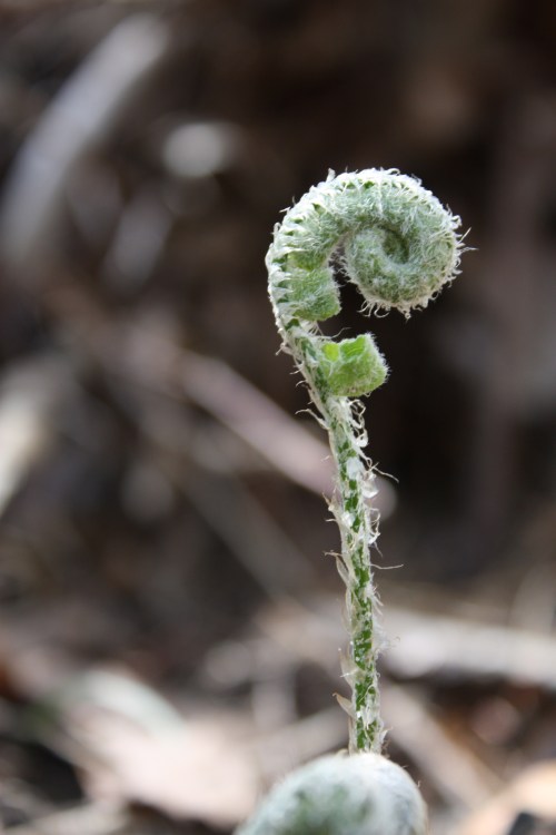 Fiddlehead