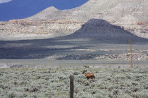 Pronghorn in the Wind Valley