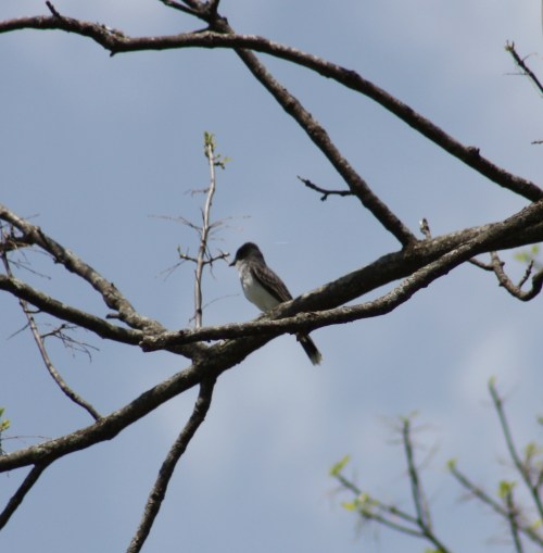 Kingbird