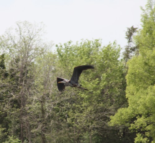 great blue heron