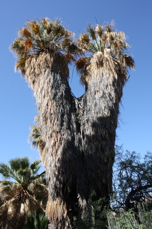 An Oasis in the Colorado Desert
