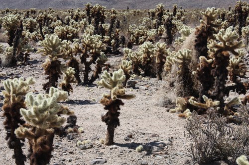 Cholla Cactus Garden