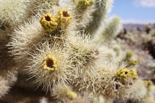 Cholla Cactus