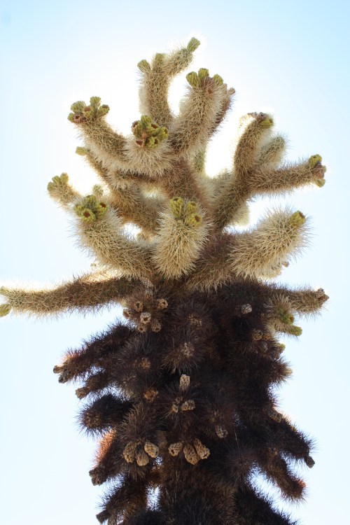 Cholla Cactus