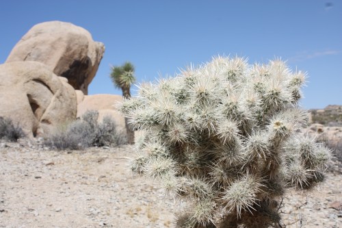 Rock and Cacti