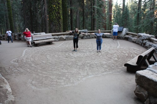 The diameter of the largest tree on the planet