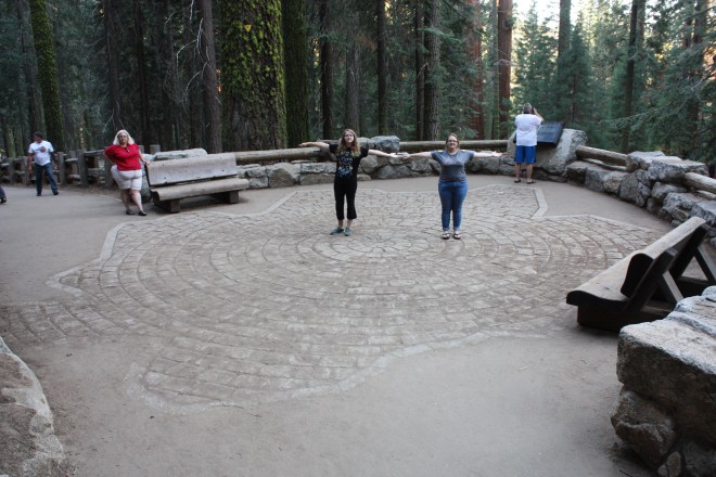 The diameter of the largest tree on the planet