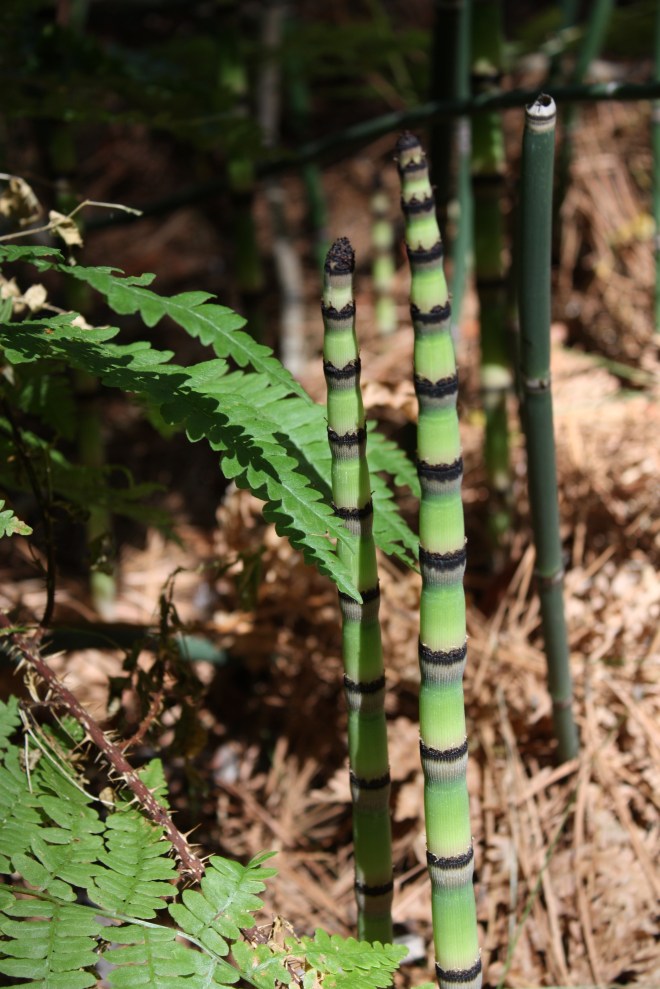 horsetails outliving the dinosaurs
