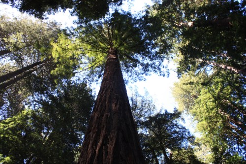 Sequoia N.P.