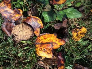 a collection of fall leaves