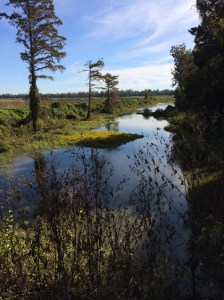 slough in the Bootheel of Missouri